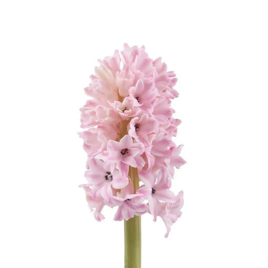 Hyacinth Fondant - 25 Stem Bunch