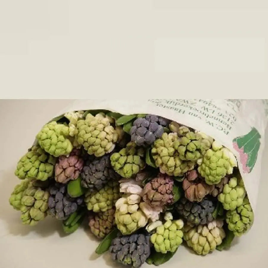 Hyacinth Assorted Colors - Color Your Garden with 100 Stems – PetalDriven