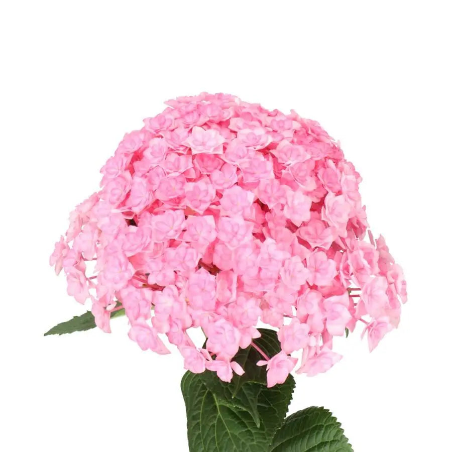 Hydrangea Beautensia Luxor Pink - Pink