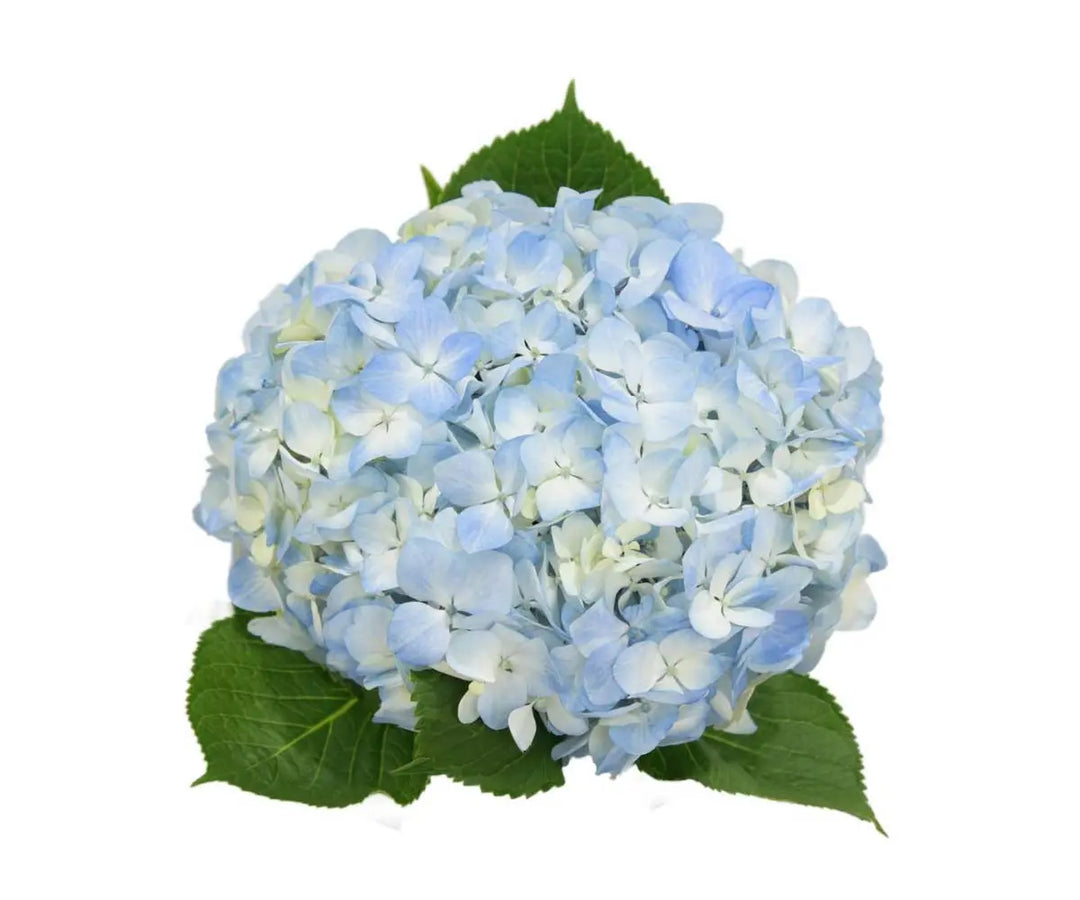 Hydrangea Blue Select