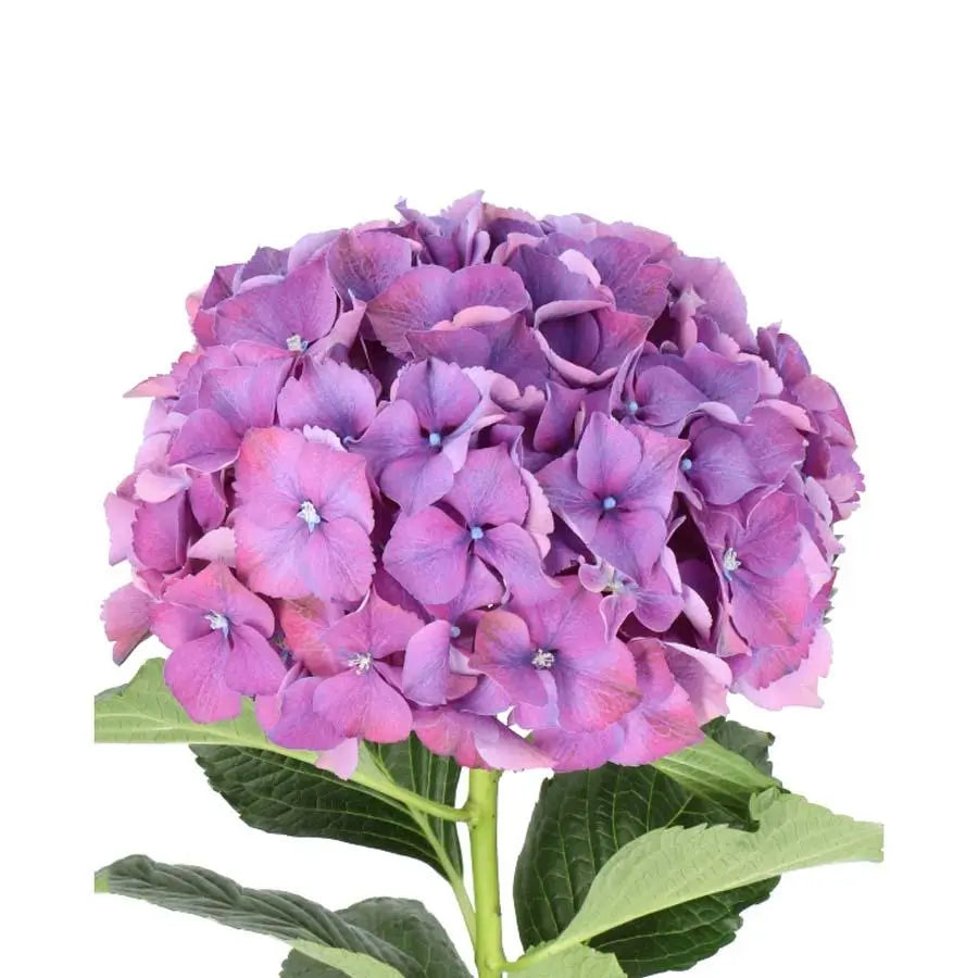 Hydrangea Glowing Alps Purple
