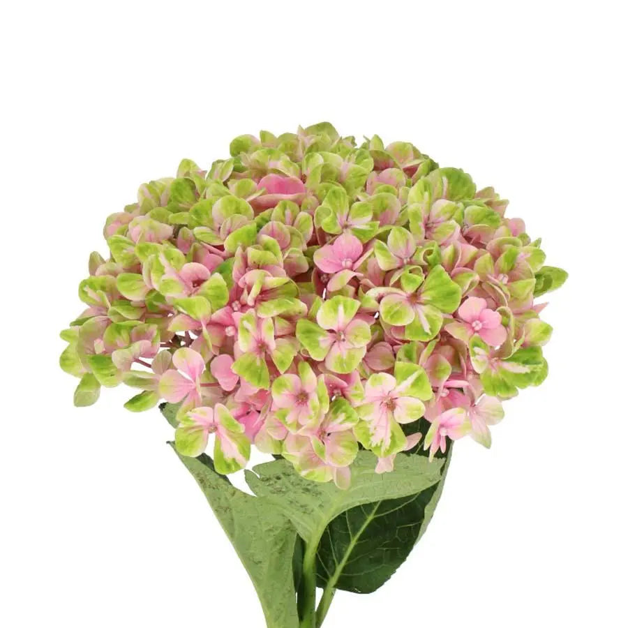 Hydrangea Magical Coral Pink
