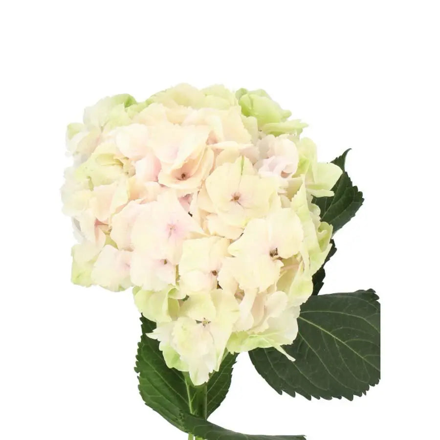 Hydrangea Magical Emerald Classic