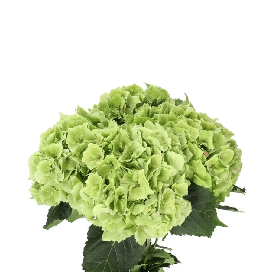 Hydrangea Magical Emerald Green