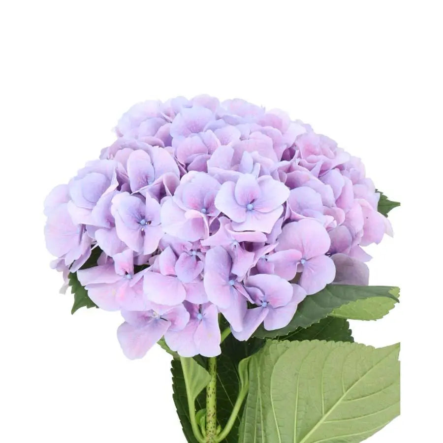 Hydrangea Marsepein Lavender