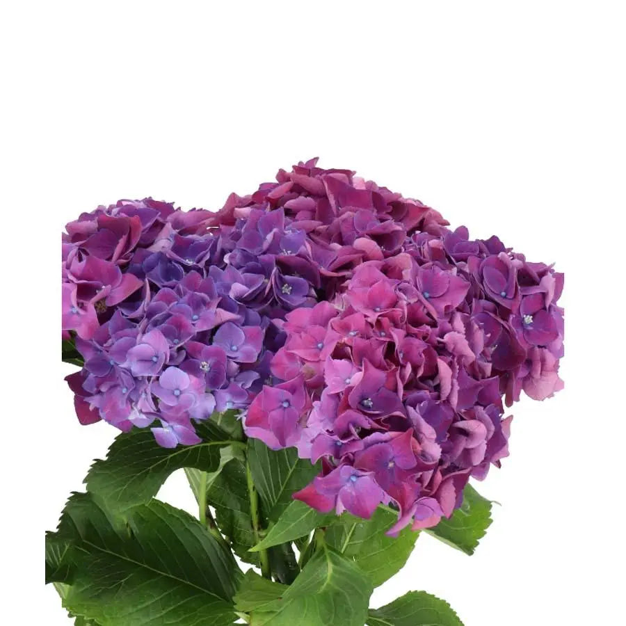 Hydrangea Mon Amour Purple