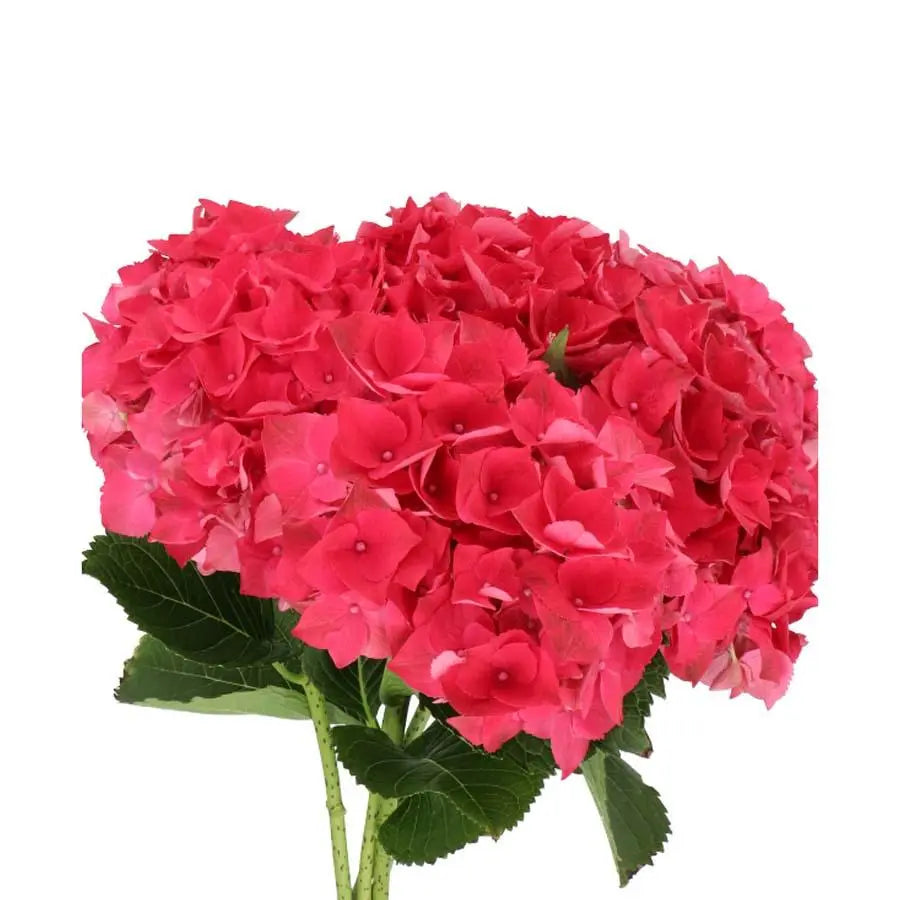 Hydrangea Mon Amour Red