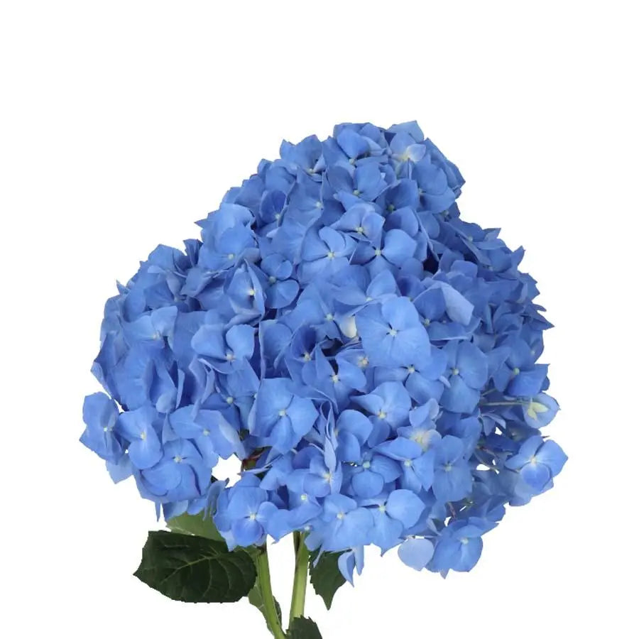 Hydrangea Pimpernel - Blue