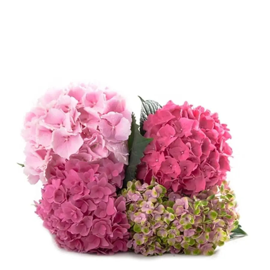 Hydrangea Pink Assorted - Pink