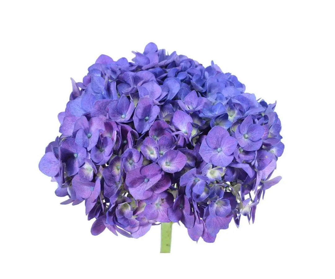 Hydrangea Purple Premium