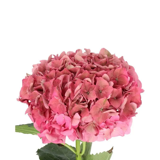 Pink Rodeo Hydrangea Hydrangea Classic Rodeo Pink - PetalDriven