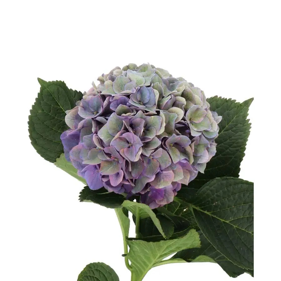 Hydrangea Classic Rodeo Purple