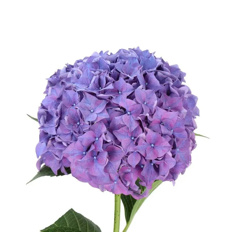 Hydrangea Rodeo Purple