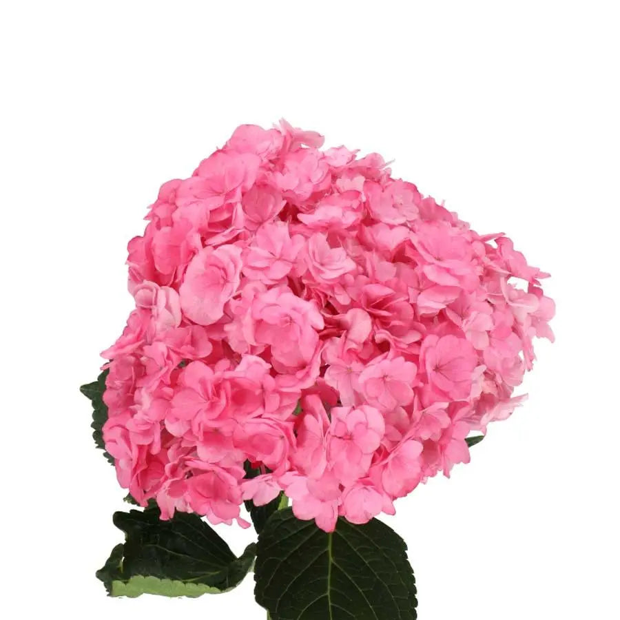 Hydrangea Royal Anastasia Dark Pink