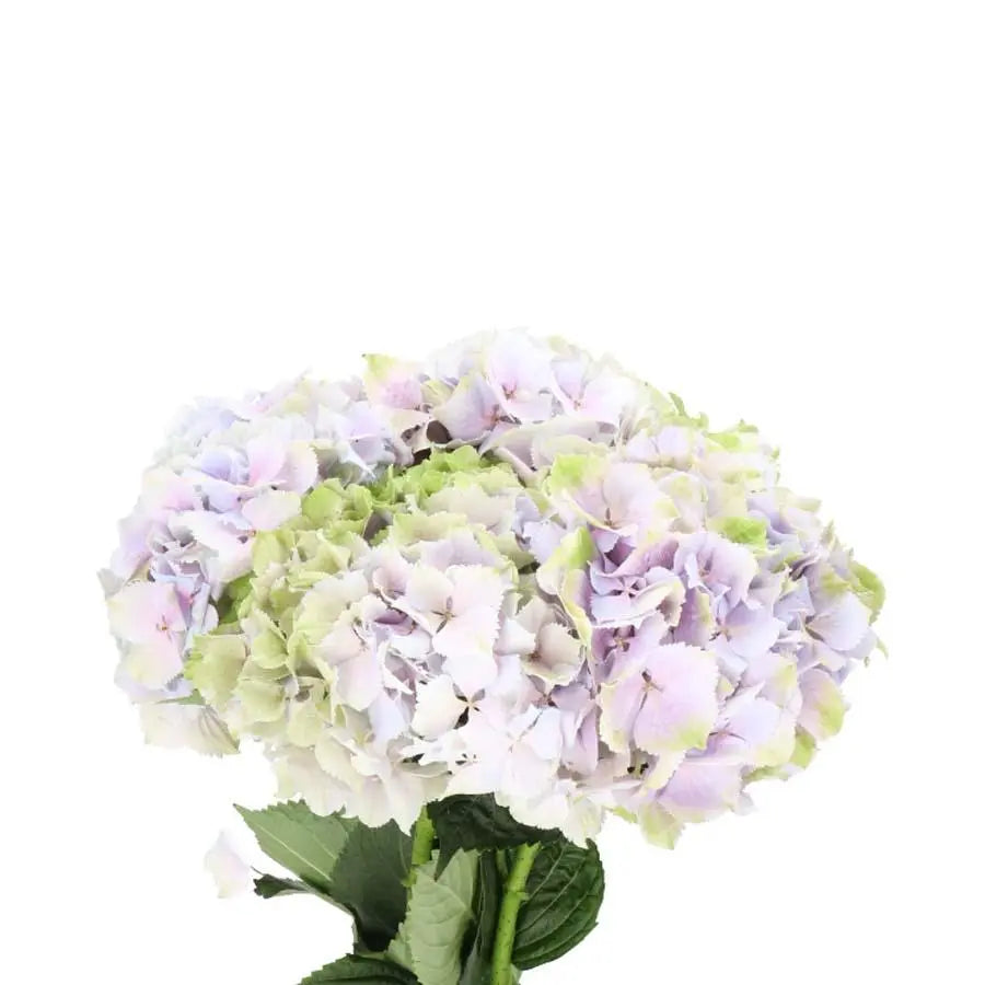 Hydrangea Royal Benefit Classic