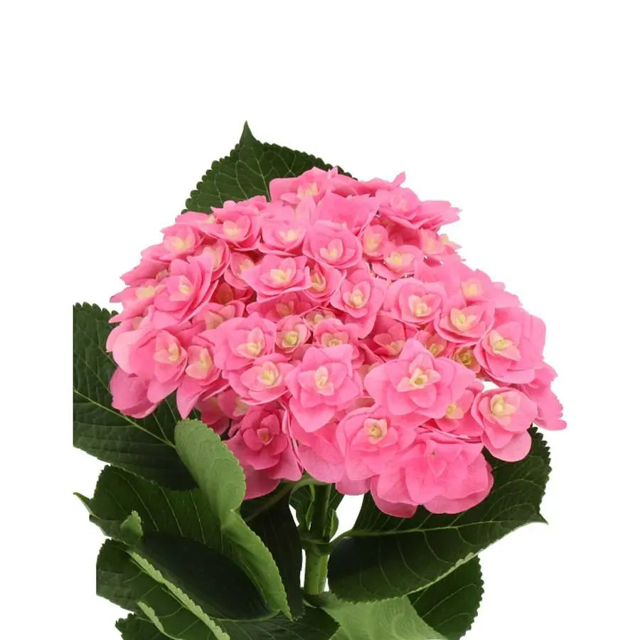Hydrangea Royal Kiss