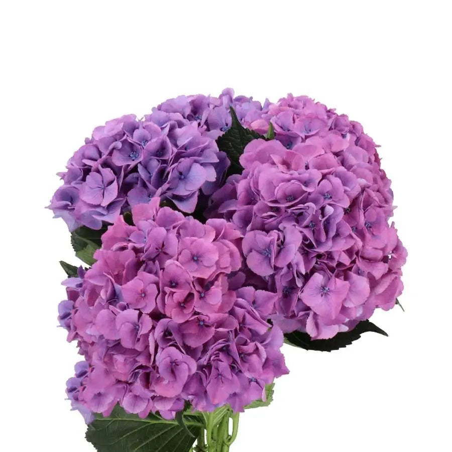 Hydrangea Royal Navy Blue