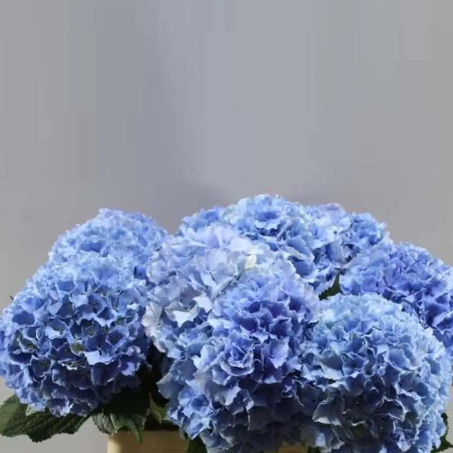 Hydrangea Royal Pride
