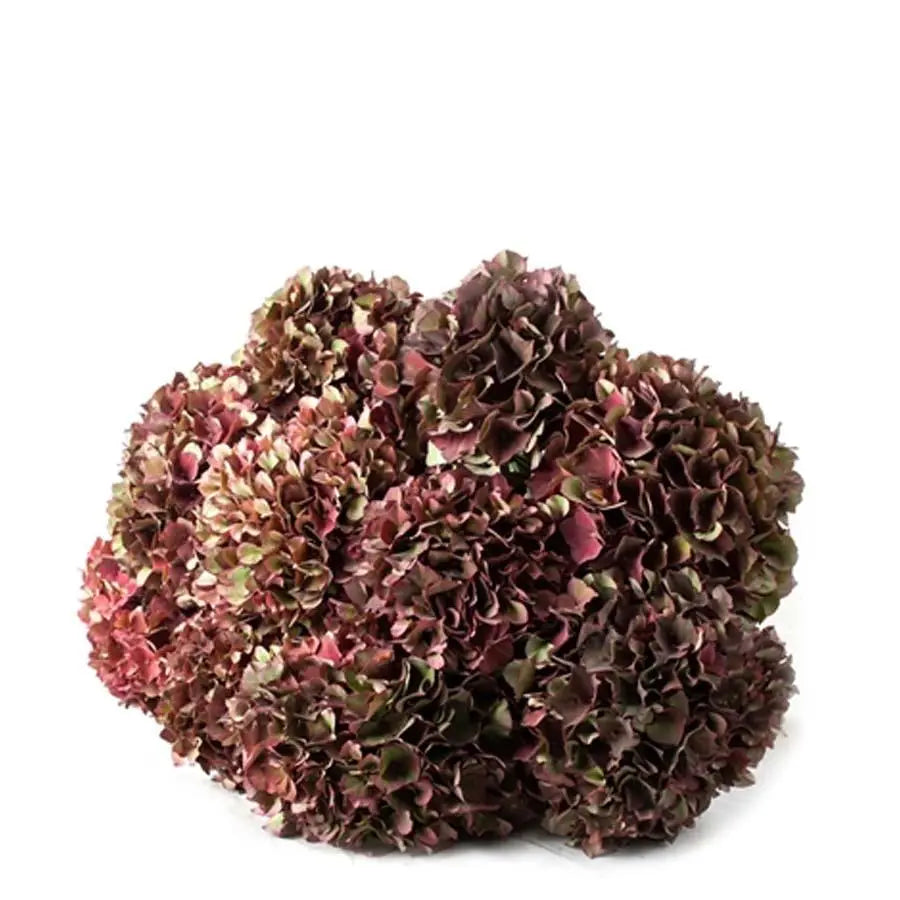 Hydrangea Ruby Red Classic