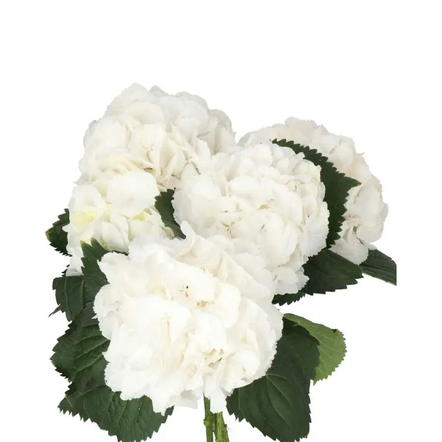 Hydrangea Schneeball - White
