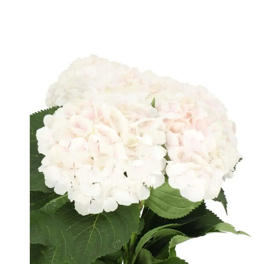 Hydrangea Sweet Verena - Blush