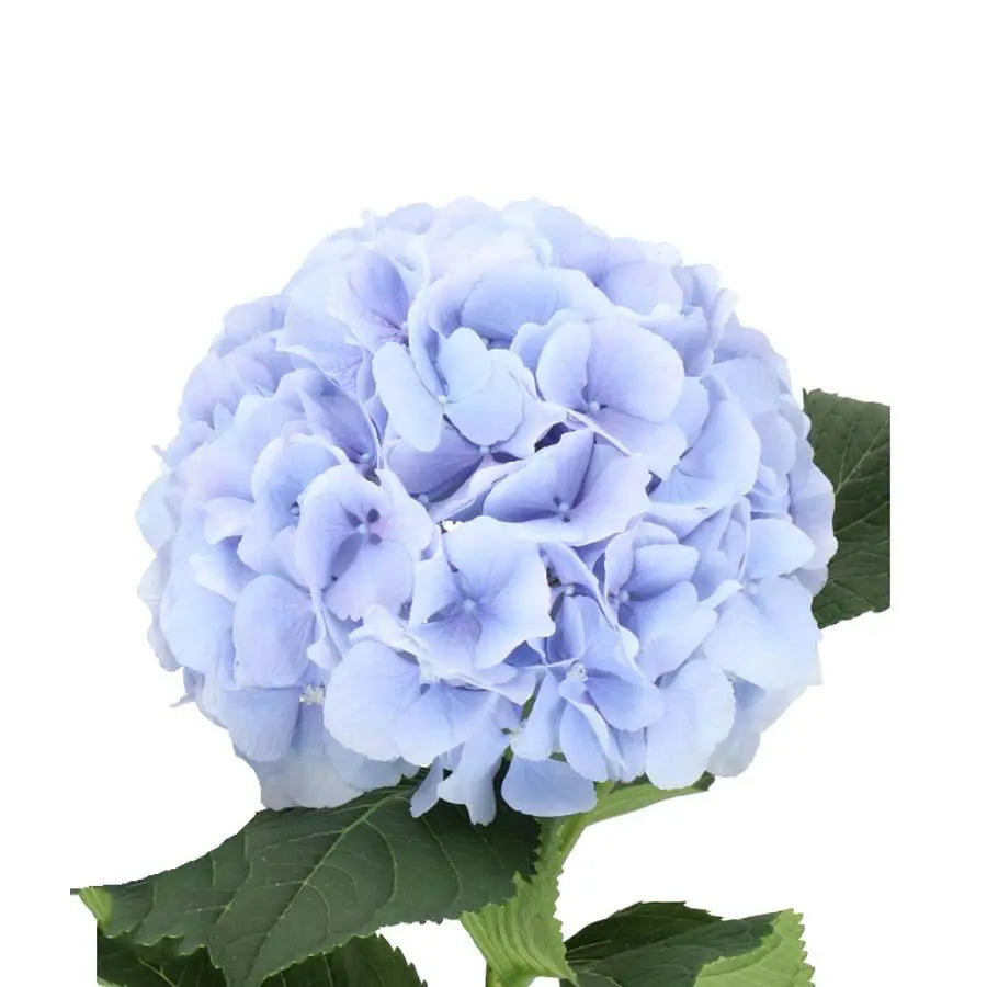 Hydrangea Verena Blue