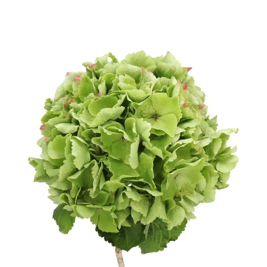 Hydrangea Verena Classic Green