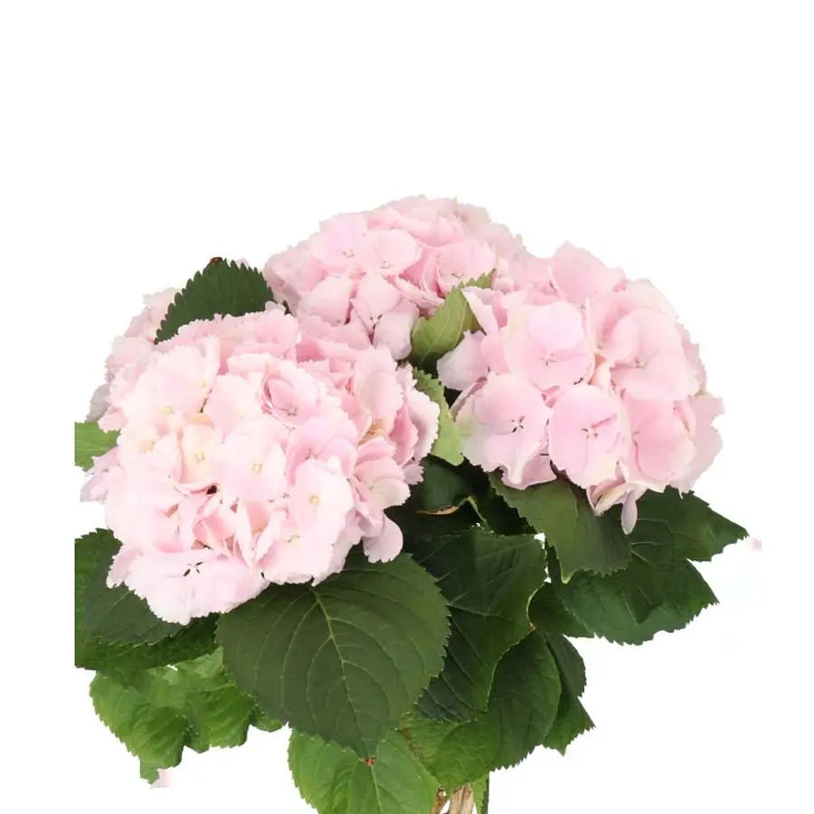 Hydrangea Verena Classic Pink