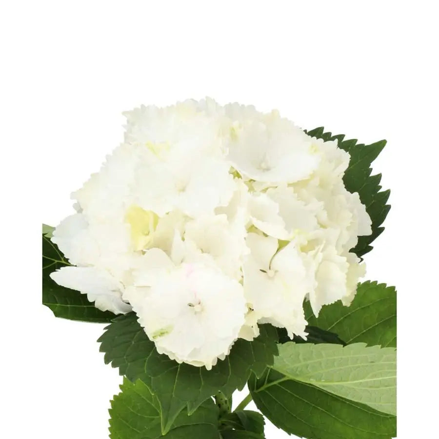 Hydrangea Verena White