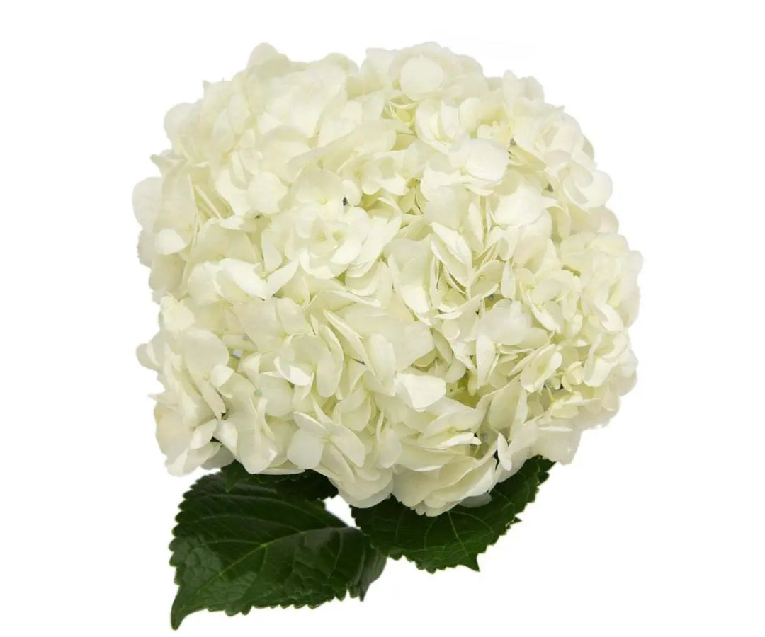 Hydrangea Ivory White Premium