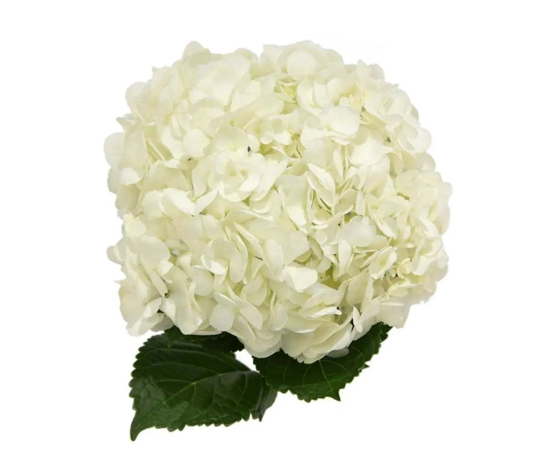 Hydrangea Ivory White Select