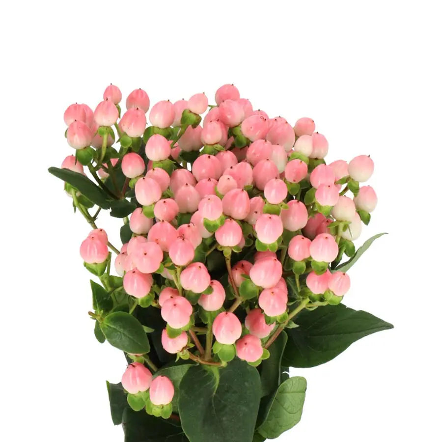Hypericum Coco Casino Holex Dutch