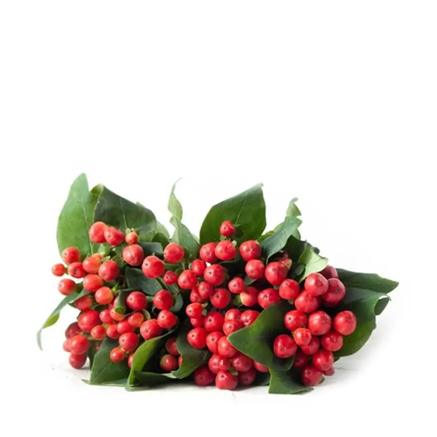 Hypericum Coco Tango - 40 Stem Bunch