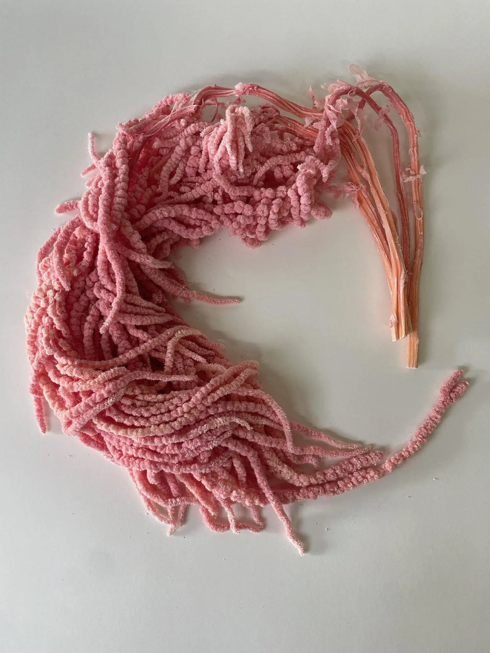 Amaranthus Hanging Bleached Pink Holex Dutch