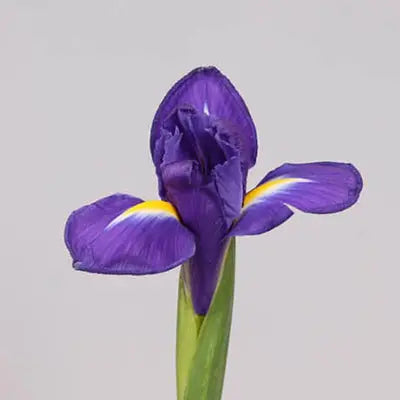 Ashlyn Carter Spring Flower Kit - Tutorial Included PetalDrivenCom