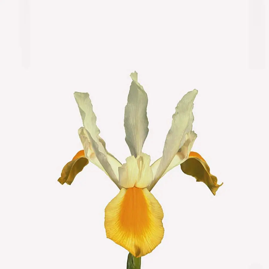 Iris Apollo - 50 Stem Bunch