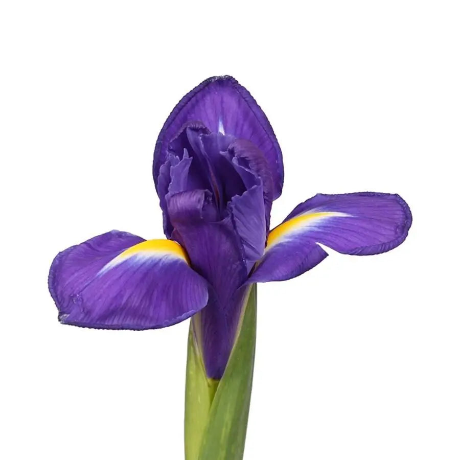 Iris Blue Magic - 50 Stem Bunch