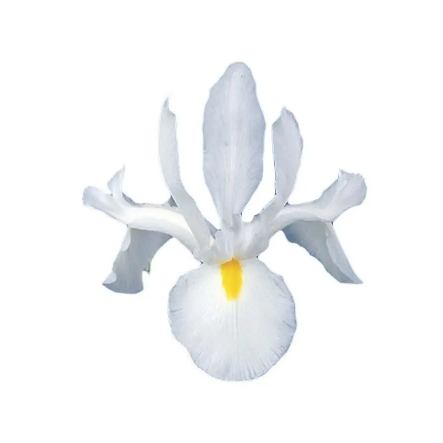 Iris Casablanca - 50 Stem Bunch Holex Dutch