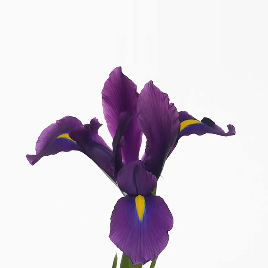 Iris Hong Kong - 50 Stem Bunch Holex Dutch