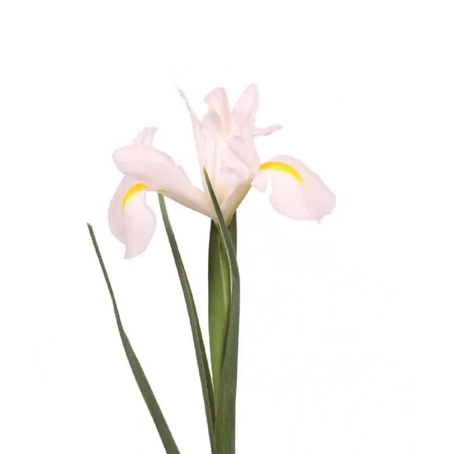 Iris White Magic - 50 Stem Bunch Holex Dutch