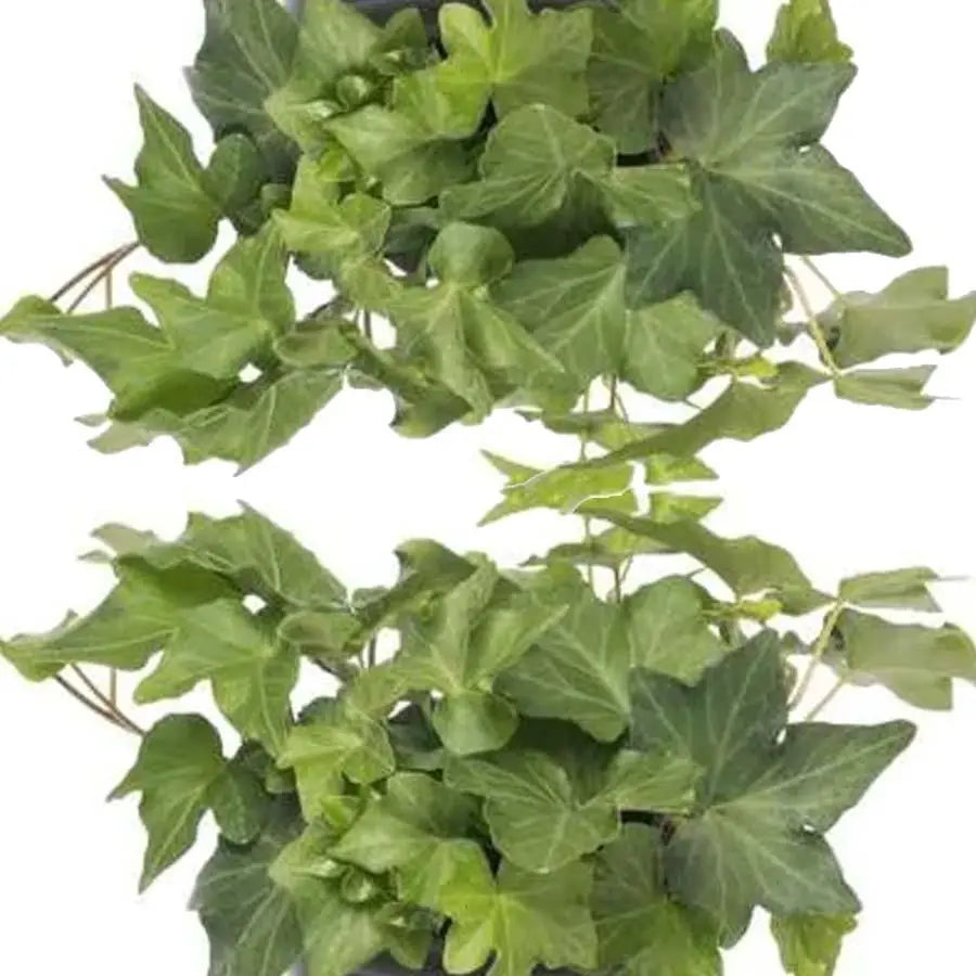 Ivy - 5 Bunches