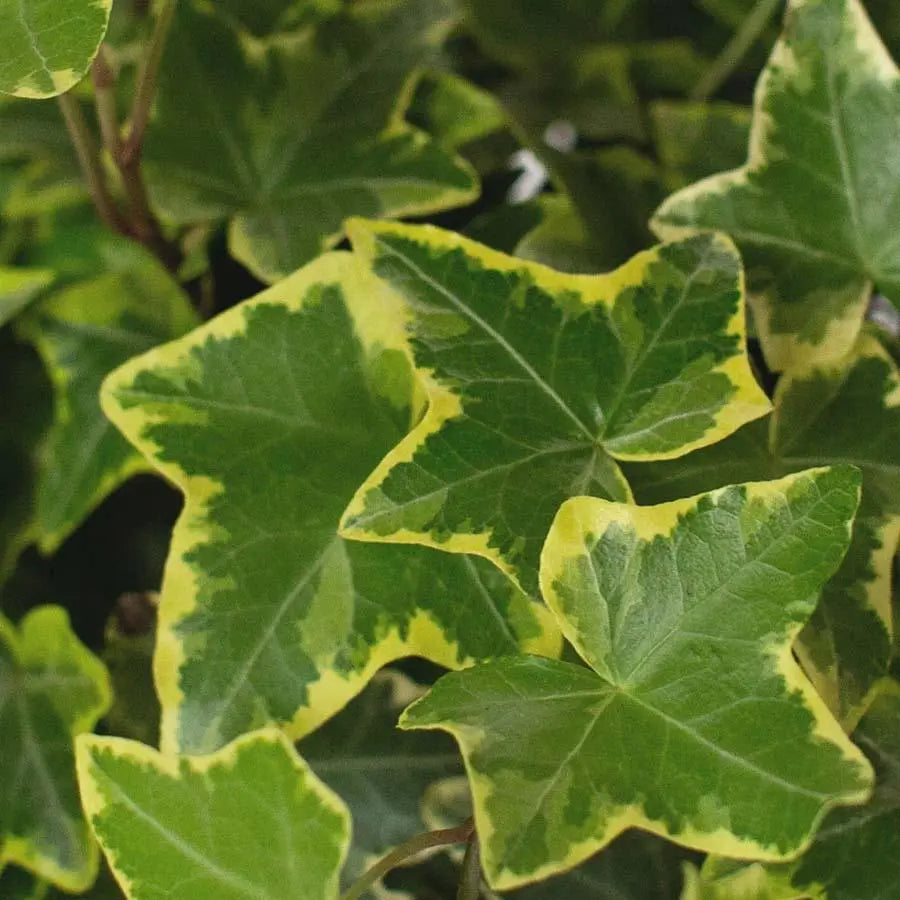 Ivy Variegated - 5 Bunches
