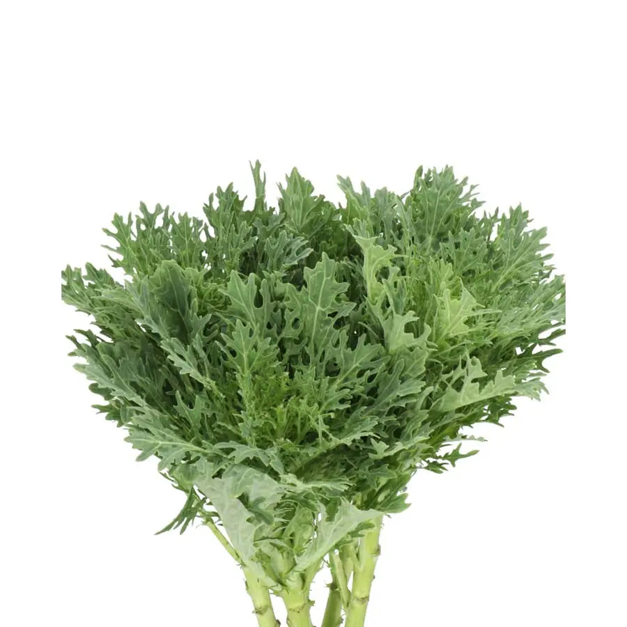 Kale Crane King Holex Dutch
