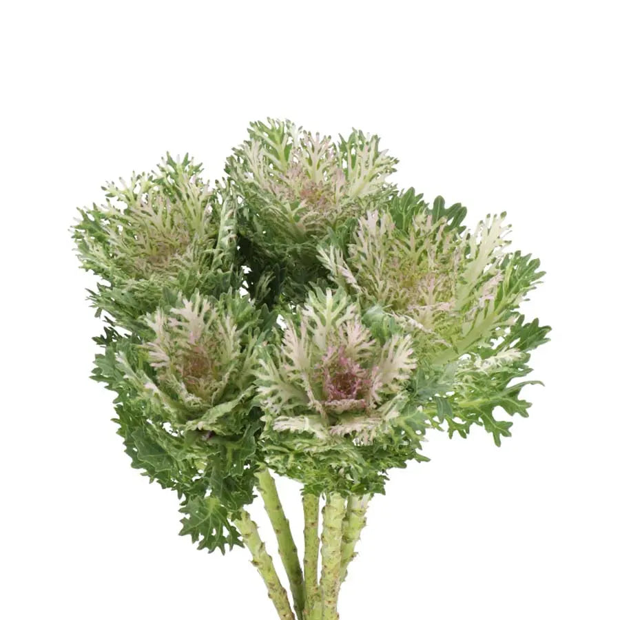 Kale Crane King Holex Dutch