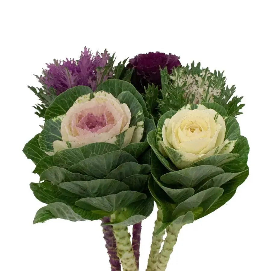 Kale Assorted - 40 Stem Bunch