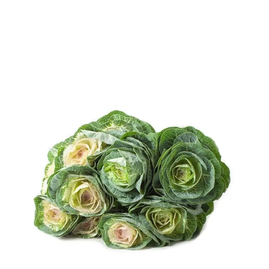 Kale Bicolor Crane - 20 Stem Bunch