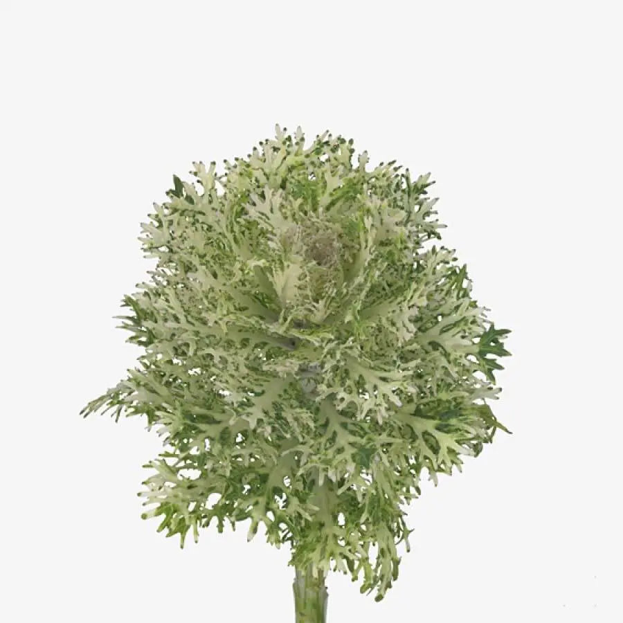 Kale Crane King - 20 Stem Bunch