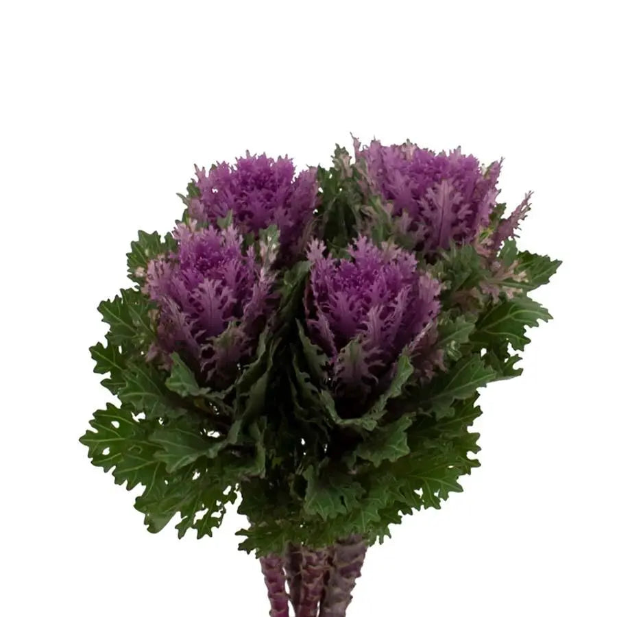 Kale Crane Queen - 20 Stem Bunch