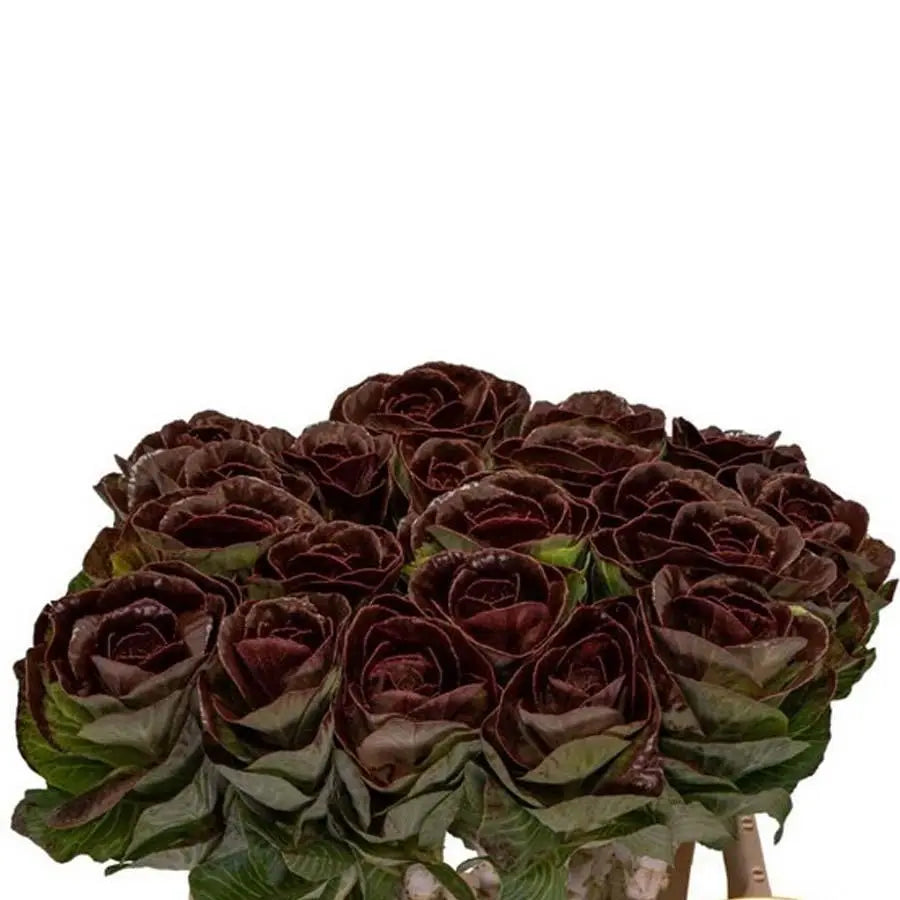 Kale Painted - 20 Stem Bunch