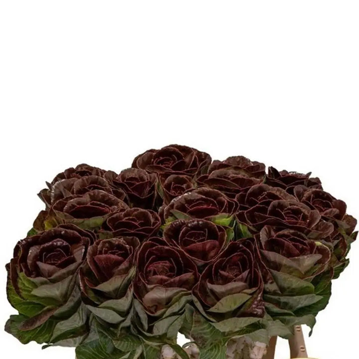 Kale Painted - 20 Stem Bunch
